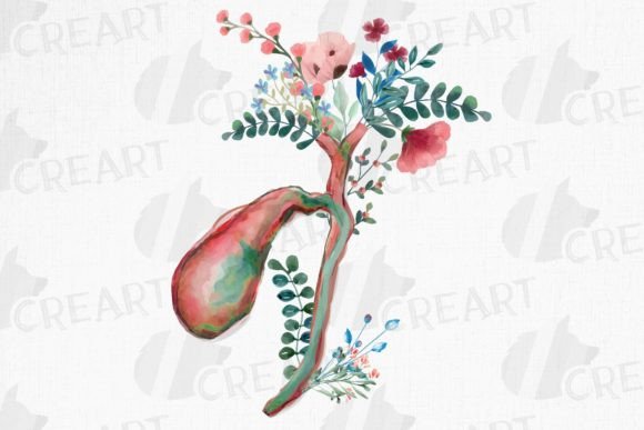 Floral Anatomy Gallbladder Hepatic Duct Graphics