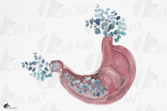 Pink Blush Anatomical Stomach Eucalyptus Graphics